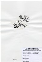 藏品(傘房龍鬚菜)的圖片